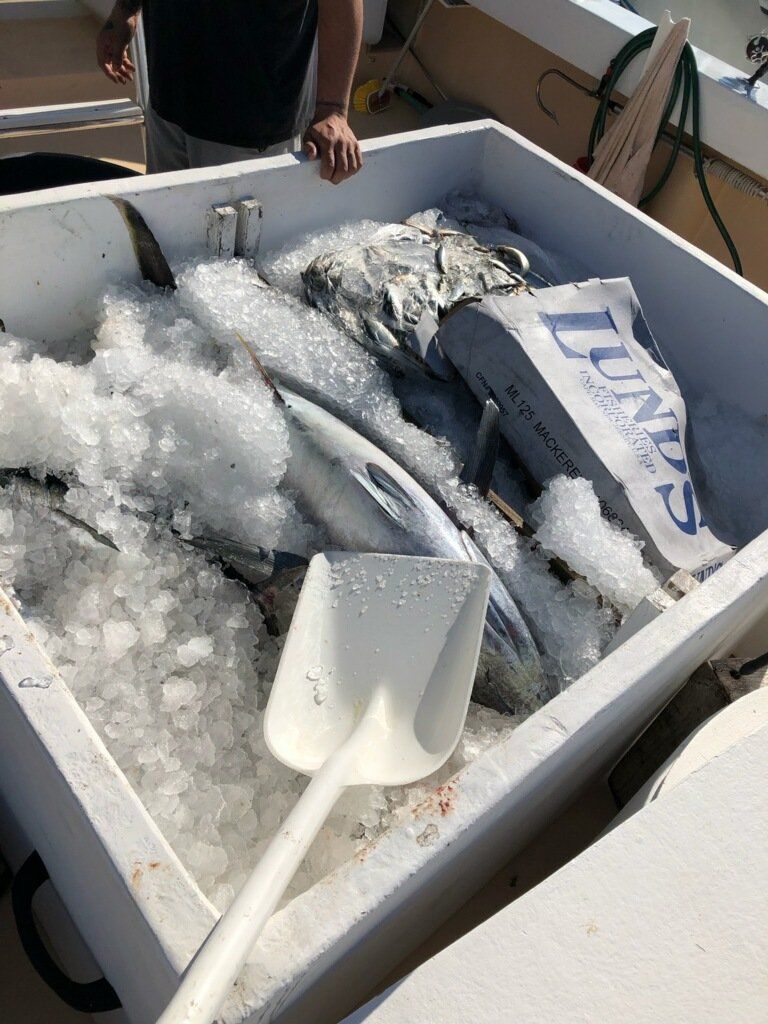 Fishing Destin, FL | Destin Harbor | Charter Boat Relentless | www.charterboatrelentless.com | A Luxury Charter Boat at Everyday Rates | 65' x 20' | Bait is a Good Start!