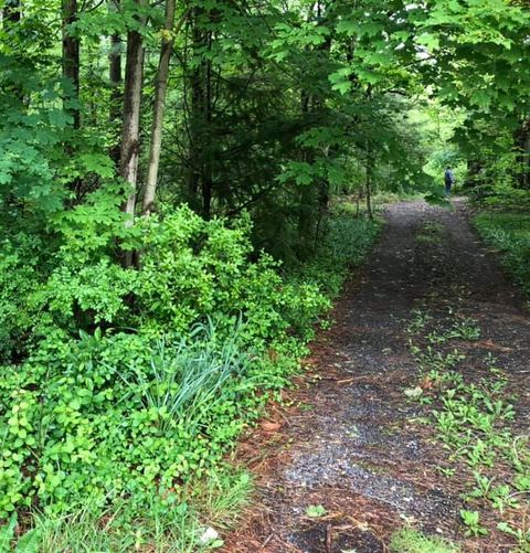 Forest Trees — Brunia & Newfield, NJ — CAS Tree Service Forest Trees — Brunia & Newfield, NJ — CAS Tree Service