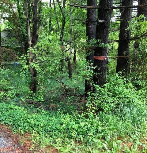 Tree Pruning and Maintenance — Brunia & Newfield, NJ — CAS Tree Service Tree Pruning and Maintenance — Brunia & Newfield, NJ — CAS Tree Service