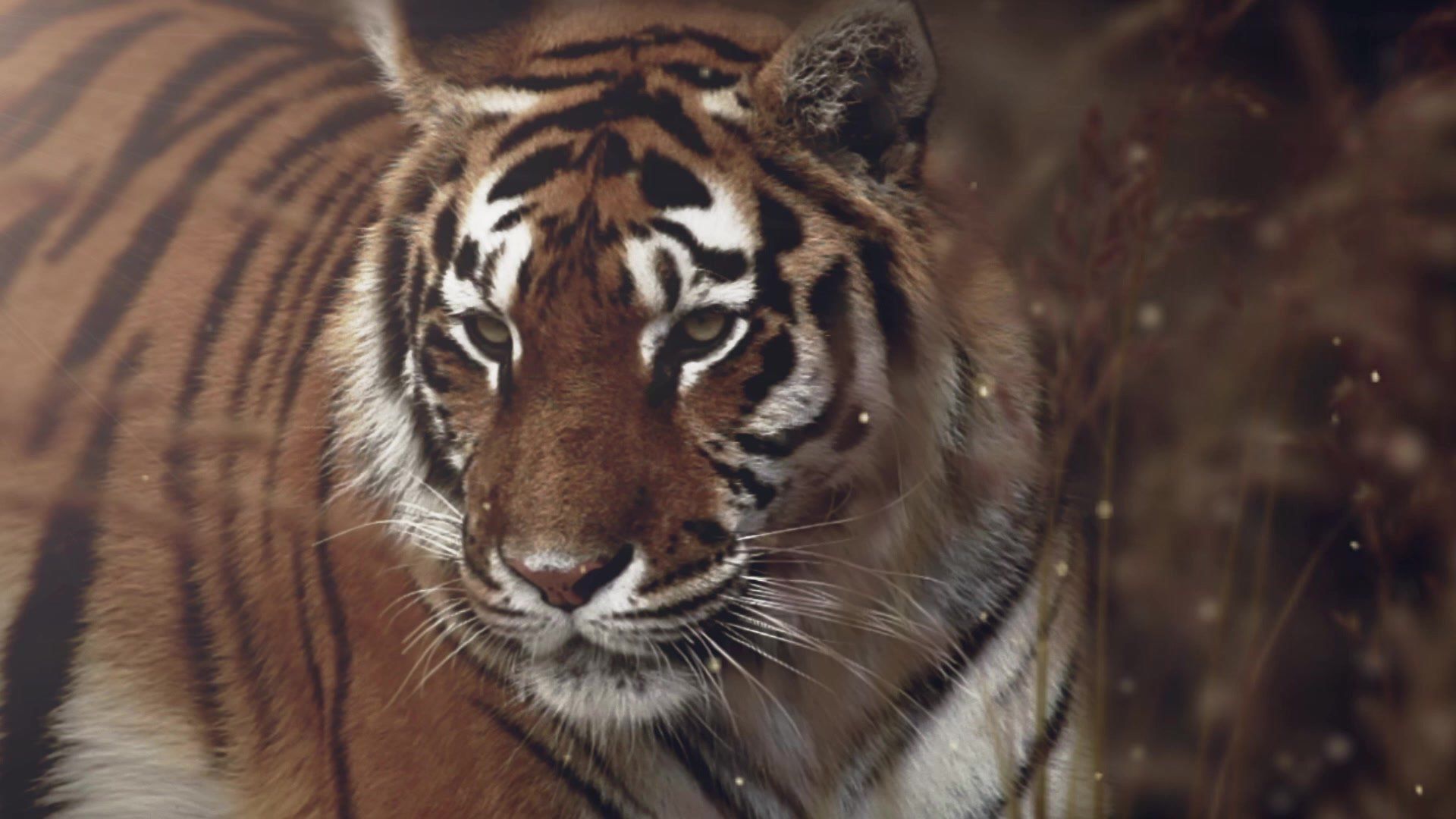 A close up of a tiger looking at the camera.