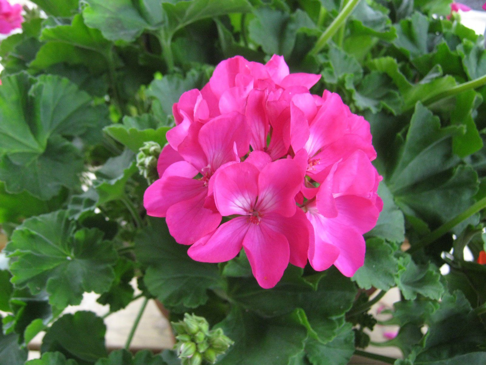 flower