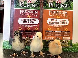 baby chicks