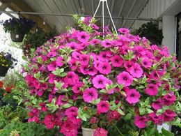 hanging basket of flowers