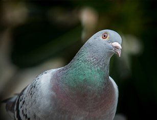 Wildlife Prevention — Bird in St Worcester, MA Wildlife Prevention — Bird in St Worcester, MA