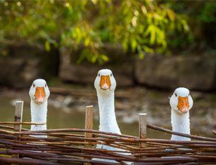 Wildlife Damage Repair — Ducks in St Worcester, MA Wildlife Damage Repair — Ducks in St Worcester, MA