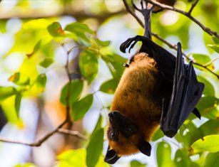 Wildlife Control Expert — Bat in the Woods in St Worcester, MA Wildlife Control Expert — Bat in the Woods in St Worcester, MA