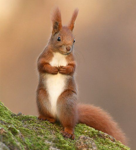 Commercial Wildlife Control — Squirrel in the Woods in St Worcester, MA