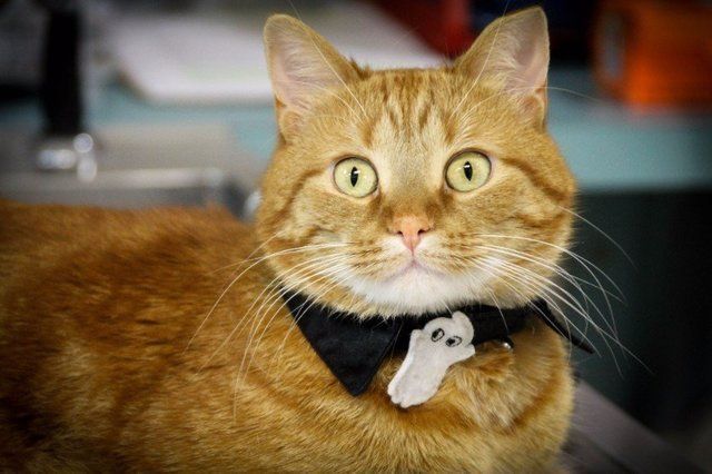 Jack the cat mascot - Transit Animal Hospital Orchard Park, NY