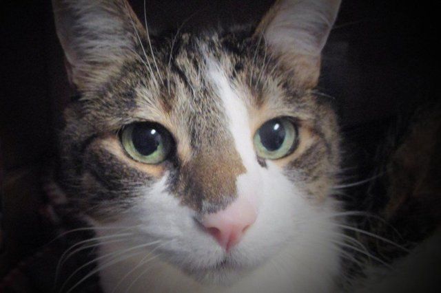 George the cat mascot - Transit Animal Hospital Cheektowaga, NY
