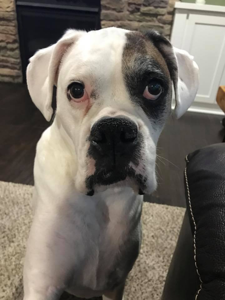 Black and white dog 