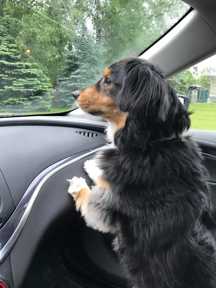 A dog looking out the car window