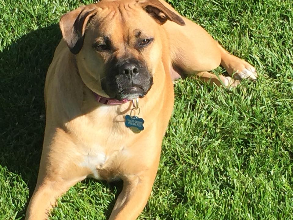 Tan dog sunbathing