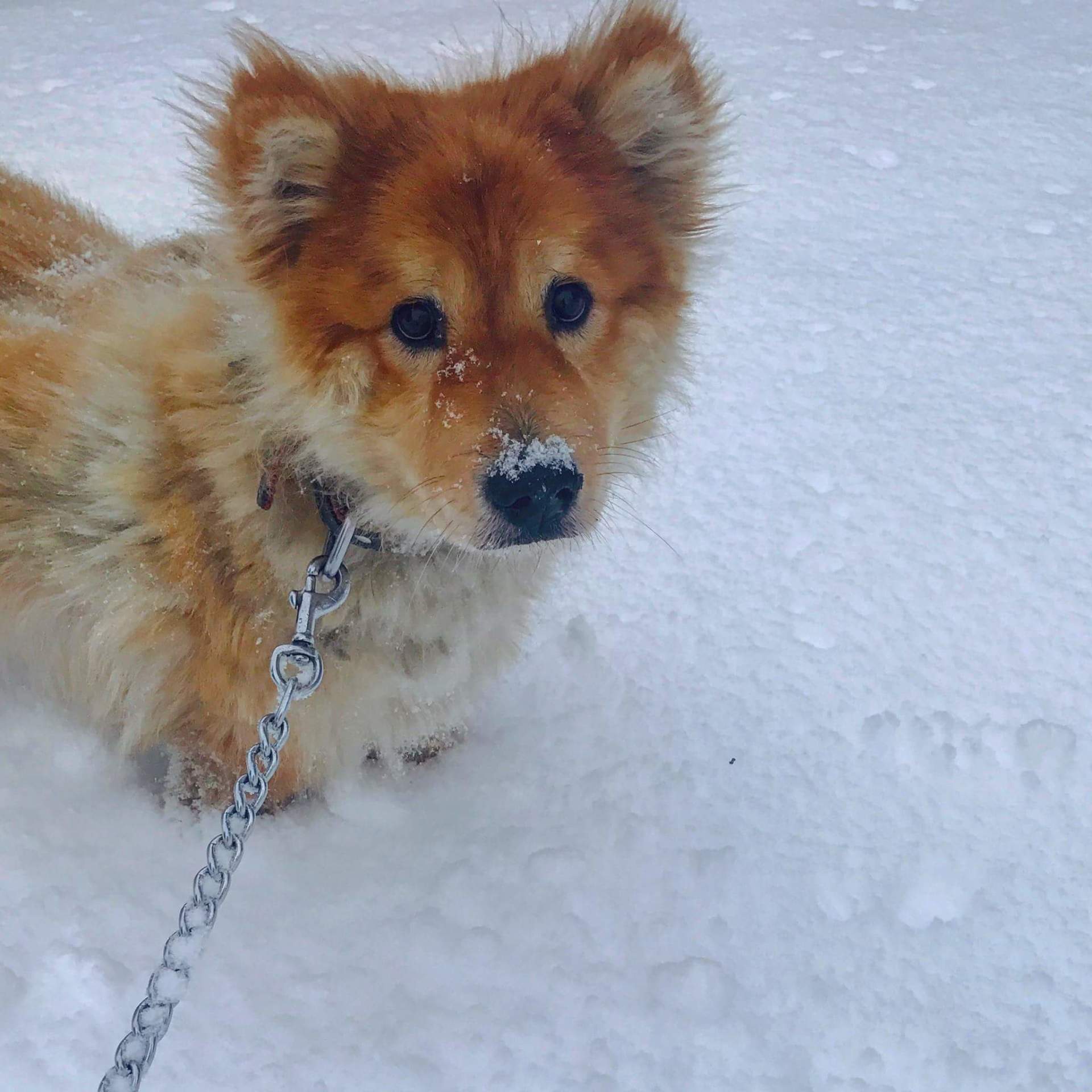Tan dog with a black snout in snowy yard