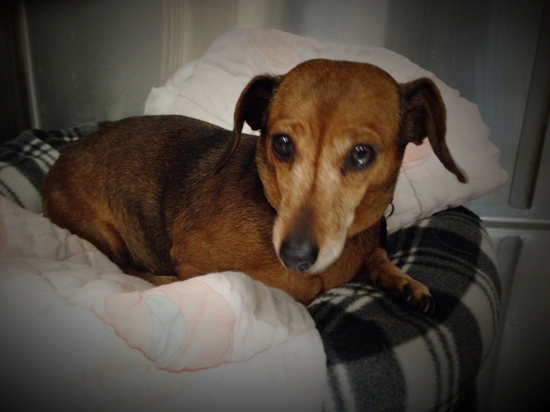 Brown puppy resting in bed