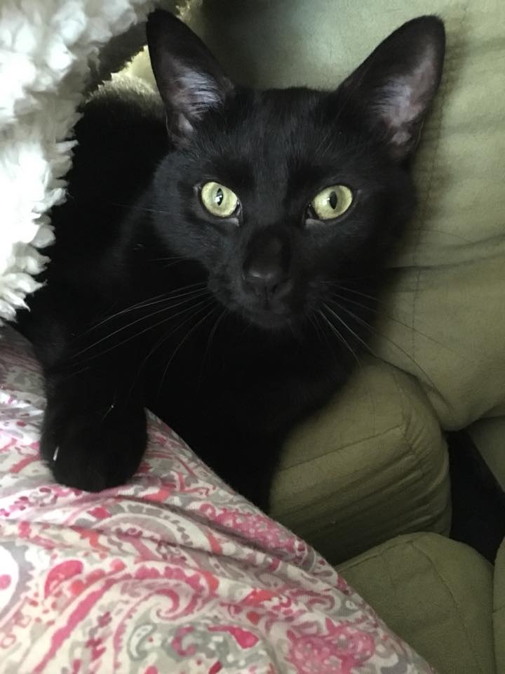 Black cat looking at the camera