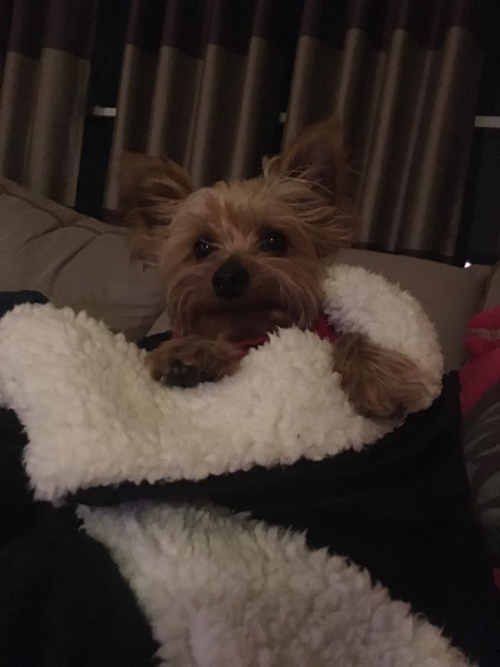 Small brown dog cuddled in a blanket