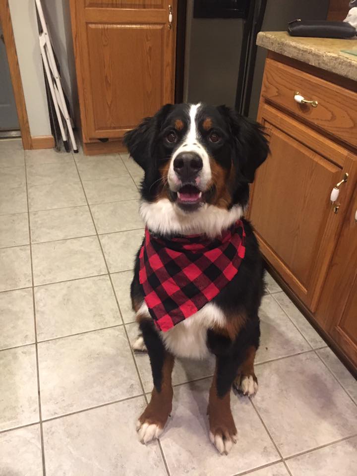 Bernese mountain dog with a plaid collar