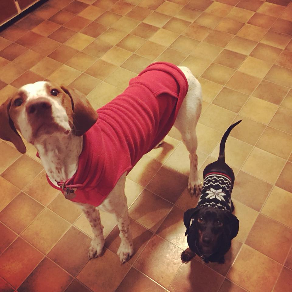 A big dog and a small dog wearing sweaters