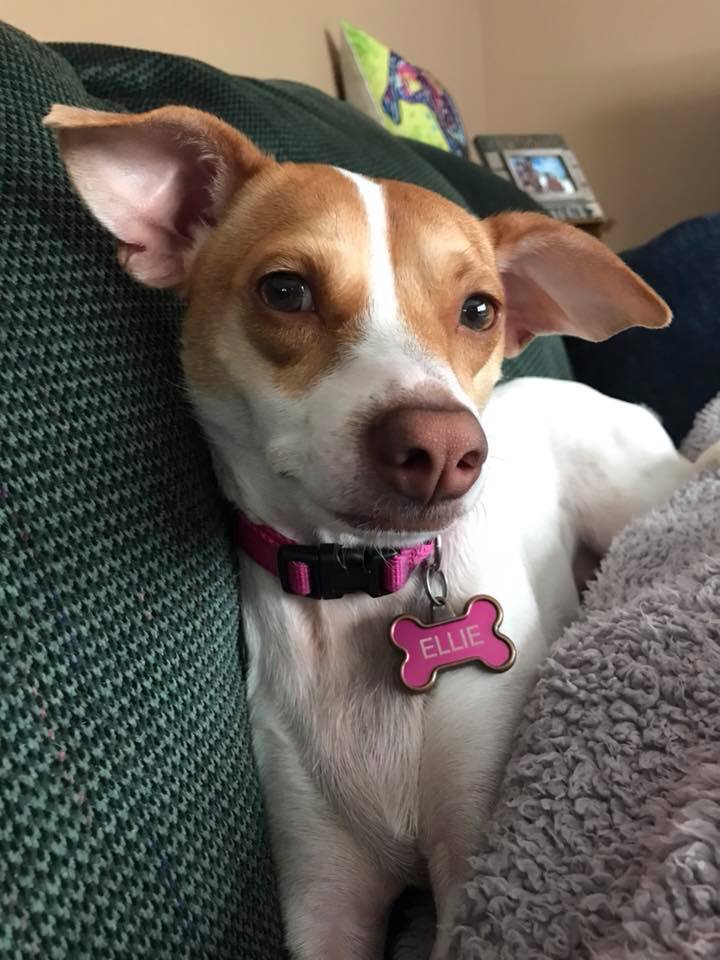 Small brown and white dog