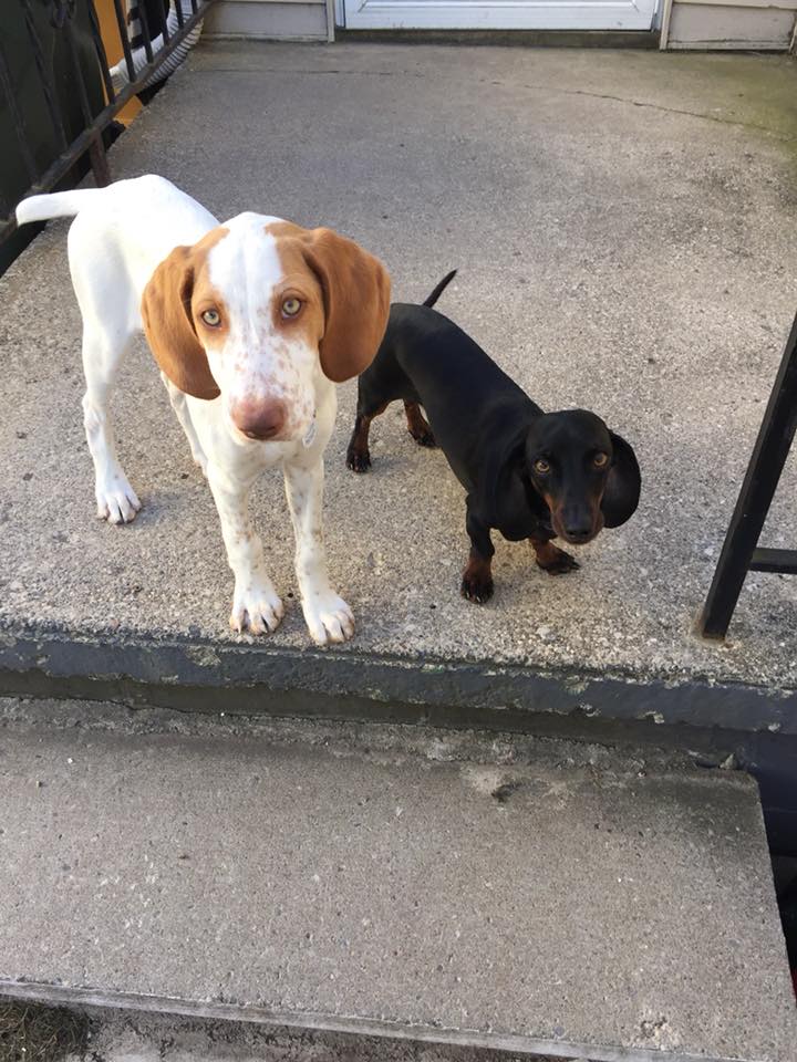 Two dogs on a porch