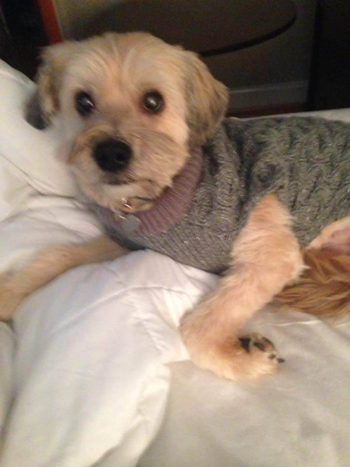 Brown dog wearing a sweater  and resting in bed