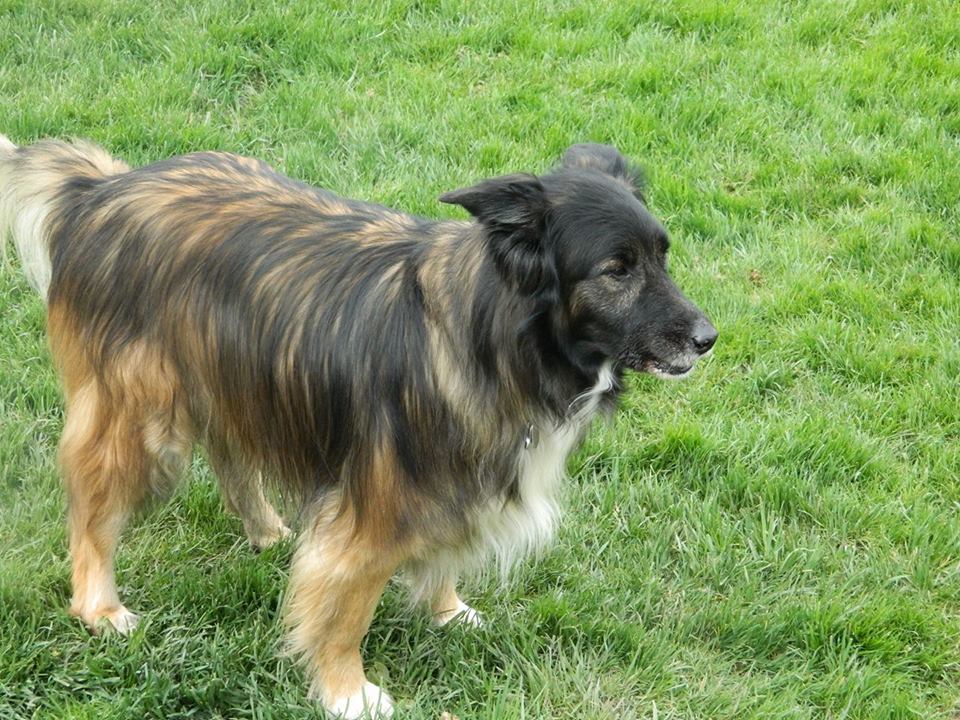 Dog with black and tan fur 