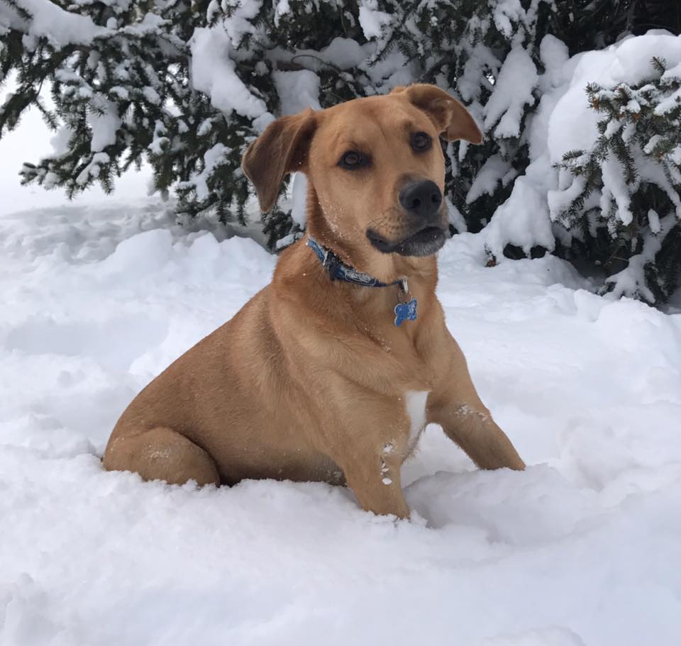 Dog in the snow