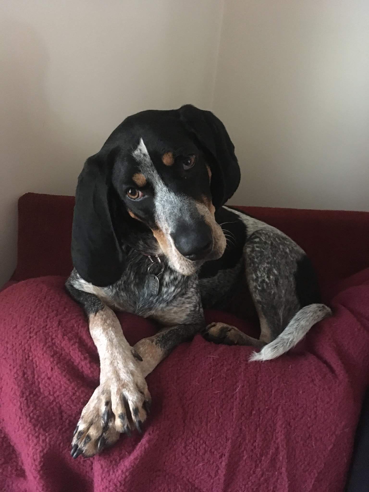 Dog posing for the camera