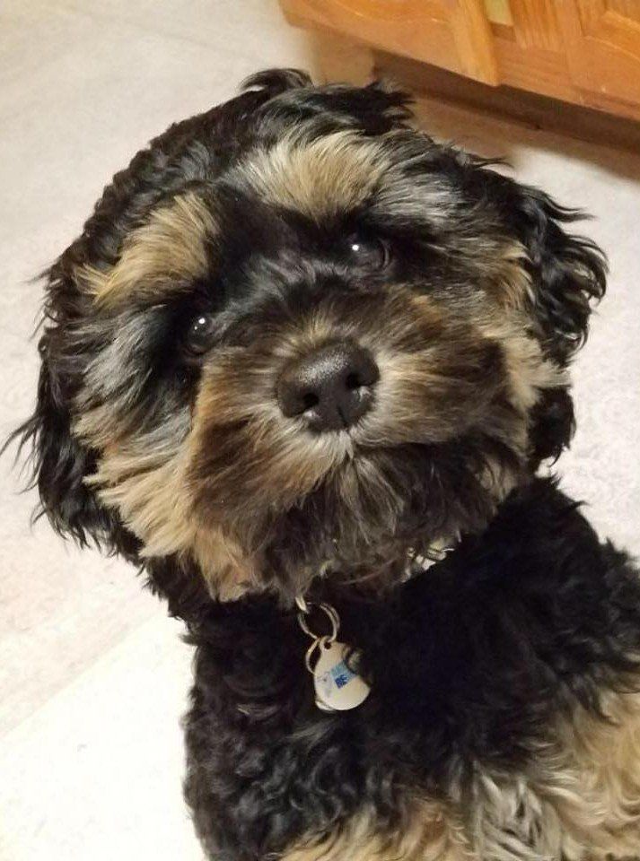 Black and tan fluffy dog