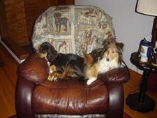 Two dogs sitting on a chair