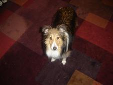Veterinary clinic dog patient
