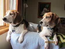 Two beagles resting on a couch
