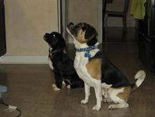 Two dogs sitting