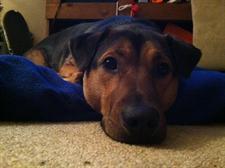 Dog looking at the camera