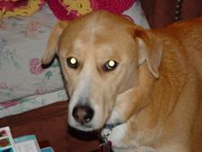 Golden Labrador 