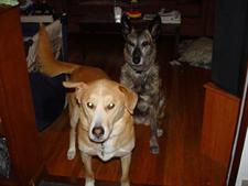 Two dogs sitting