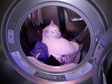 White cat