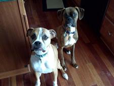 Two dogs sitting