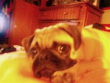 Closeup of a pug