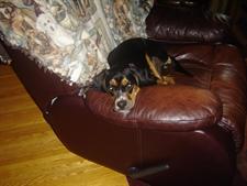 Animal hospital dog patient sitting on a chair