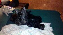 Remembering Beloved Pets 2