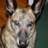 Remembering Beloved Pets 4