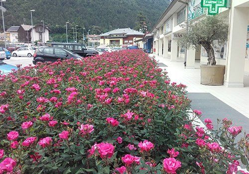 un'aiuola di rose e vista delle macchine parcheggiate