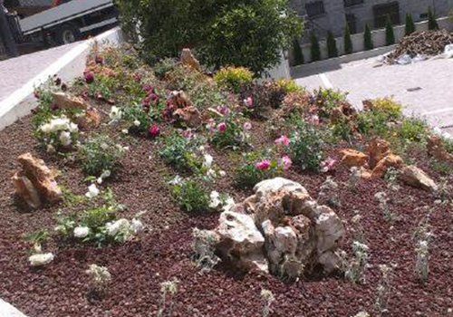 un'aiuola con delle rose
