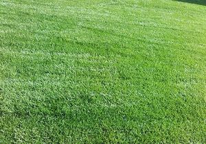 un prato verde