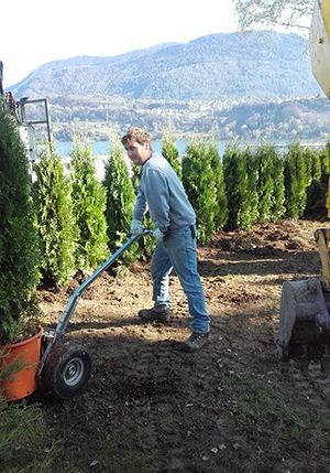 un uomo con un carrello che scarica un vaso con in cipresso in un giardino