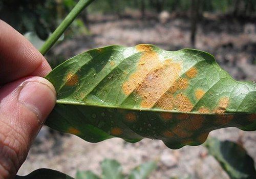 Due dita che tengono una foglia verde rovinata con dei colori arancioni