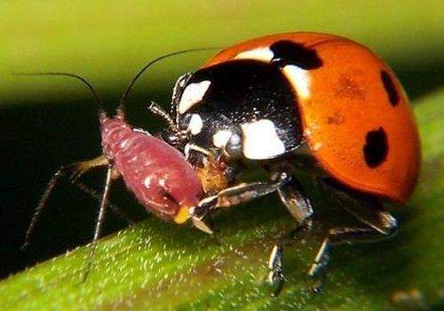 Una coccinella e un altro insetto