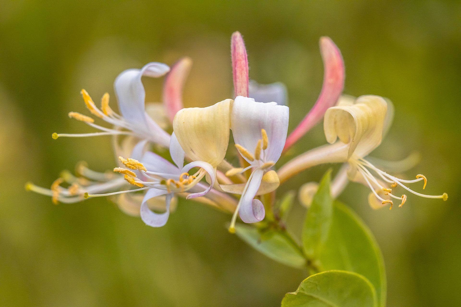 Massaggio Fiori di Bach