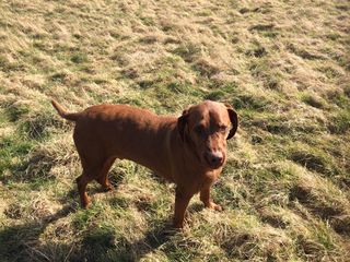 Dog Walking